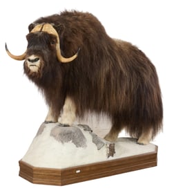Muskox in Snow Diorama Taxidermy Mount, 20th c., H.- 62 in., W.- 62 in., D.- 27 in.