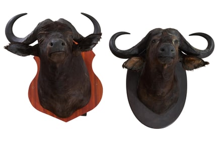 Two Water Buffalo Taxidermy Shoulder Mounts, 20th c., Larger- H.- 36 in., W.- 39 in., D.- 33 in. (2