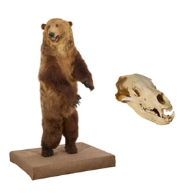 Standing Brown Bear Taxidermy Mount, 20th c., Mount- H.- 78 in., W.- 45 1/2 in., D.- 39 in. (2 Pcs.)