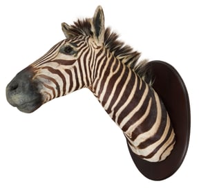 Zebra Taxidermy Shoulder Mount, 20th c., H.- 38 in., W.- 21 in., D.- 38 in.