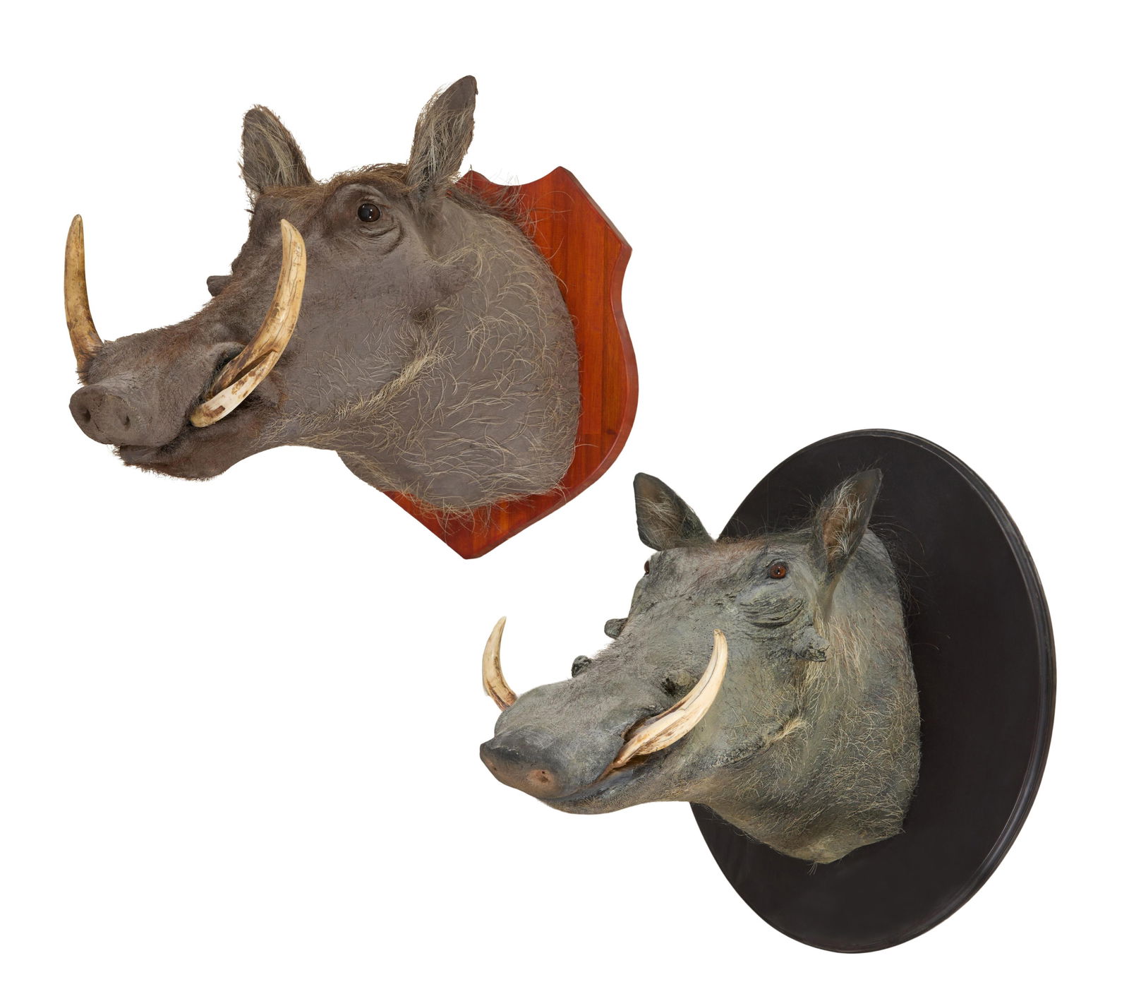 Two Warthog Taxidermy Head Mounts, 20th c., Oval- H.- 26 1/2 in., W.- 21 in., D.- 25 in. (2 Pcs.) (1 of 7)