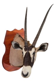 Gemsbuck Antelope Taxidermy Shoulder Mount, 20th c., H.- 42 in., W.- 35 in., D.- 29 in.