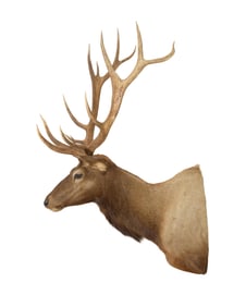 Monumental Eighteen Point Buck Taxidermy Shoulder Mount, 20th c., H.- 68 in., W.- 40 in., D.- 43 in.