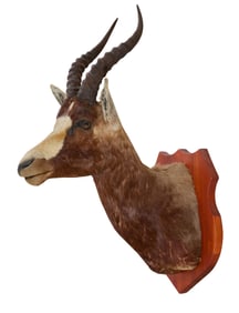 Blesbok Taxidermy Shoulder Mount, 20th c., H.- 35 in., W.- 15 in., D.- 23 in.