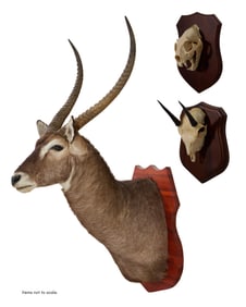 Waterbuck Taxidermy Shoulder Mount, Leopard Skull, and Oribi Skull, 20th c., Waterbuck- H.- 60 in.,