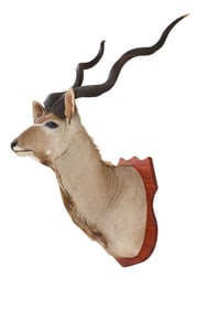 Greater Kudu Taxidermy Shoulder Mount, 20th c., H.- 66 in., W.- 34 in., D.- 35 in.