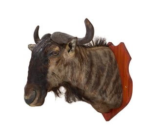 Wildebeest Taxidermy Shoulder Mount, 20th c., H.- 32 in., W.- 25 in., D.- 30 in.
