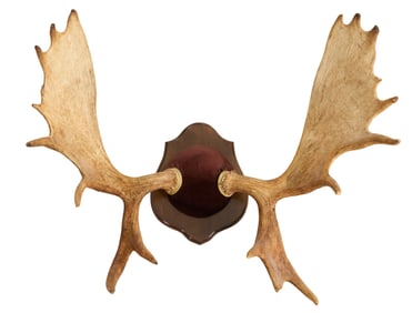 Moose Antler Mounts, 20th c., H.- 31 in., W.- 40 in., D.- 22 in.
