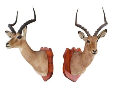 Two Impala Taxidermy Shoulder Mounts, 20th c., Each- H.- 40 in., W.- 18 in., D.- 22 in. (2 Pcs.)
