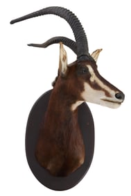 Sable Antelope Taxidermy Shoulder Mount, 20th c., H.- 50 in., W.- 32 in., D.- 29 in.