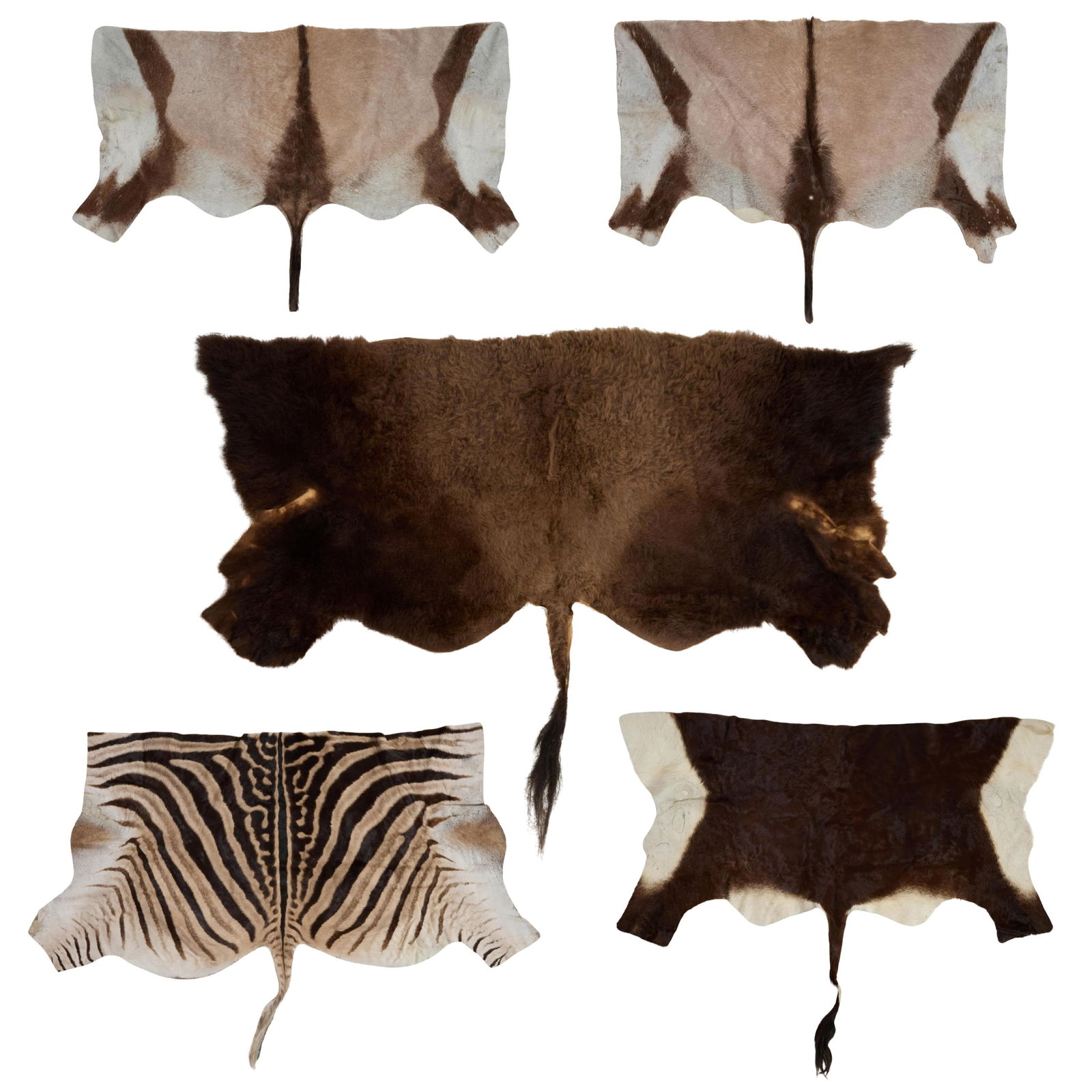 Five Assorted Fur Partial Hides, 20th c., Largest (Buffalo)- H.- 60 in., W.- 94 in. (1 of 6)