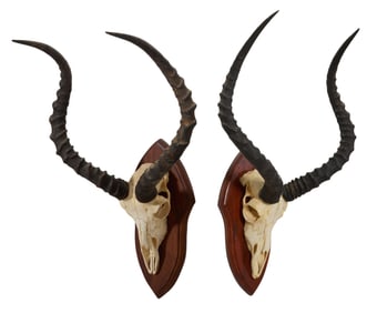 Pair of Impala Skulls, 20th c., Each- H.- 23 in., W.- 13 in., D.- 15 1/2 in. (2 Pcs.)