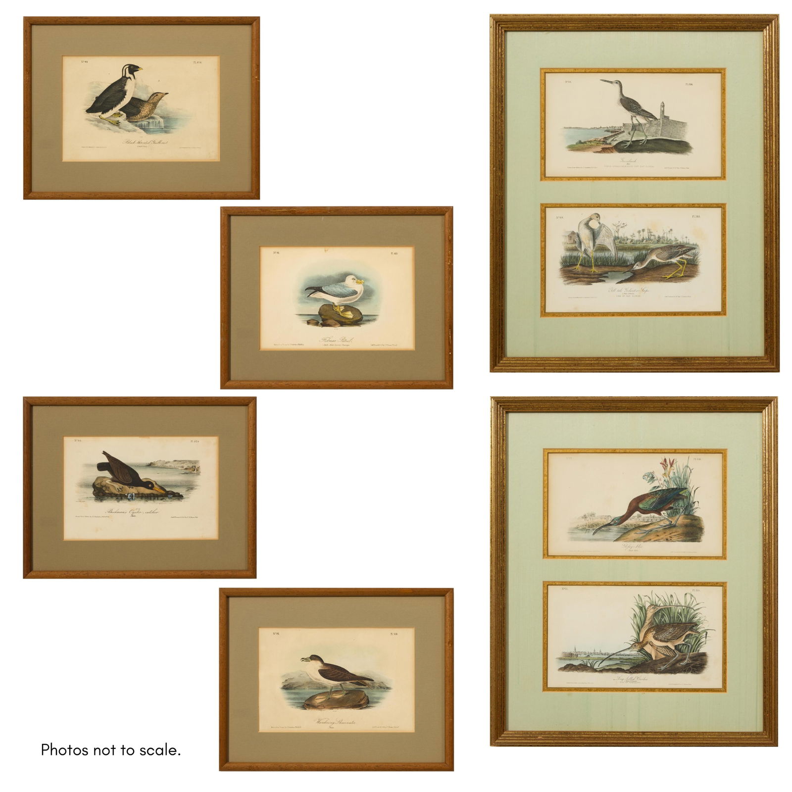 John James Audubon (American, 1785- 1851), Eight Prints from "The Birds of America", Octavo edition, (1 of 20)