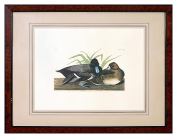 John James Audubon (American, 1781-1851), "Scaup Duck," from the Birds of America, no. 46, pl.