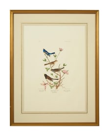 John James Audubon (American, 1781-1851), "Lazula Finch, Clay-Coloured Finch and Oregon Snow Finch,"