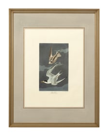 John James Audubon (American, 1781-1851), "Lesser Tern," from the Birds of America, no. 64, pl.