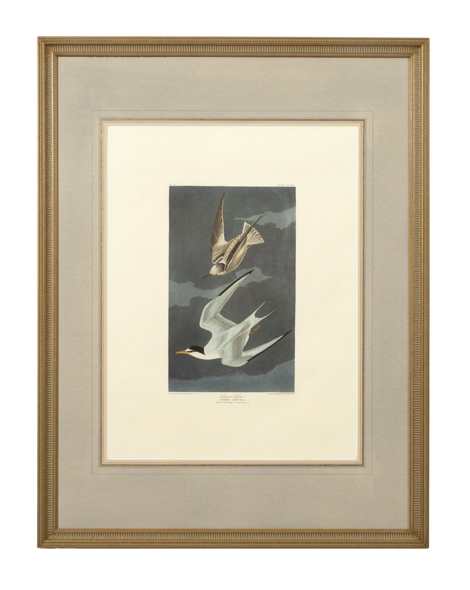 John James Audubon (American, 1781-1851), "Lesser Tern," from the Birds of America, no. 64, pl. (1 of 4)