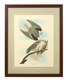 John James Audubon (American, 1781-1851), "Black Winged Hawk," from the Birds of America, no. 46,