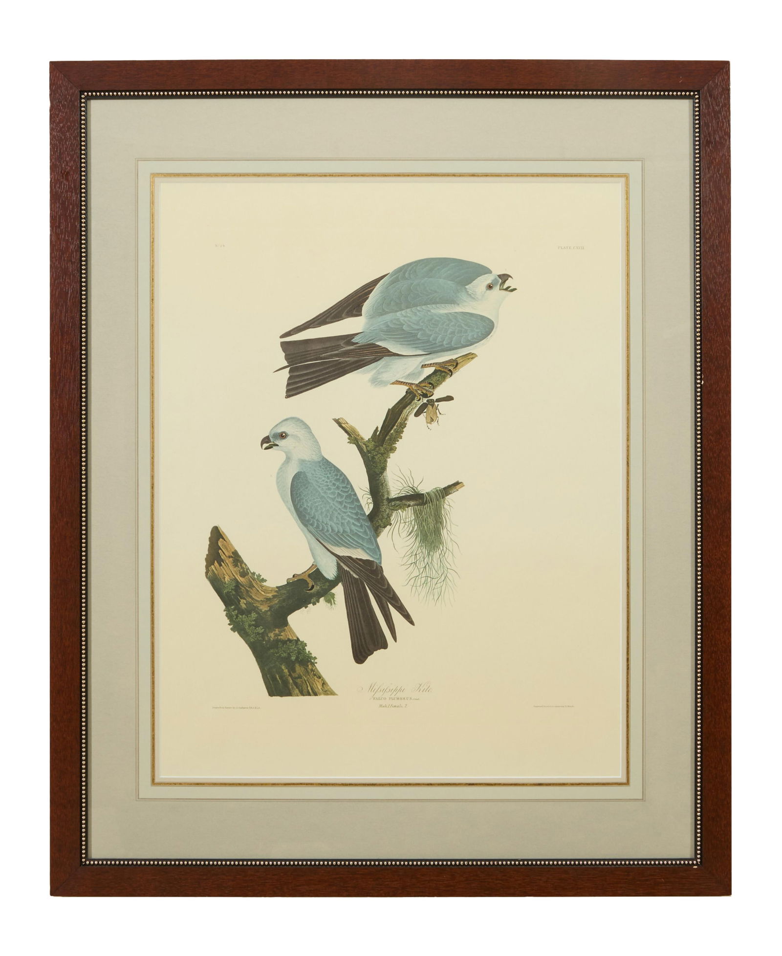 John James Audubon (American, 1781-1851), "Mississippi Kite," from the Birds of America, no. 24, pl.: John James Audubon (American, 1781-1851), "Mississippi Kite," from the Birds of America, no. 24, pl. CXVII, 1971-1973, color lithograph on paper with "G Schut and Zonen" watermark, Amsterdam edition,