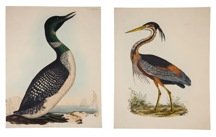 Prideaux John Selby (British, 1788-1867), "Northern Diver," pl. LXXVI, and "Purple Heron," pl. III,