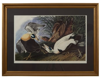 John James Audubon (American, 1781-1851), "Eider Duck," from the Birds of America, no. 50, pl.