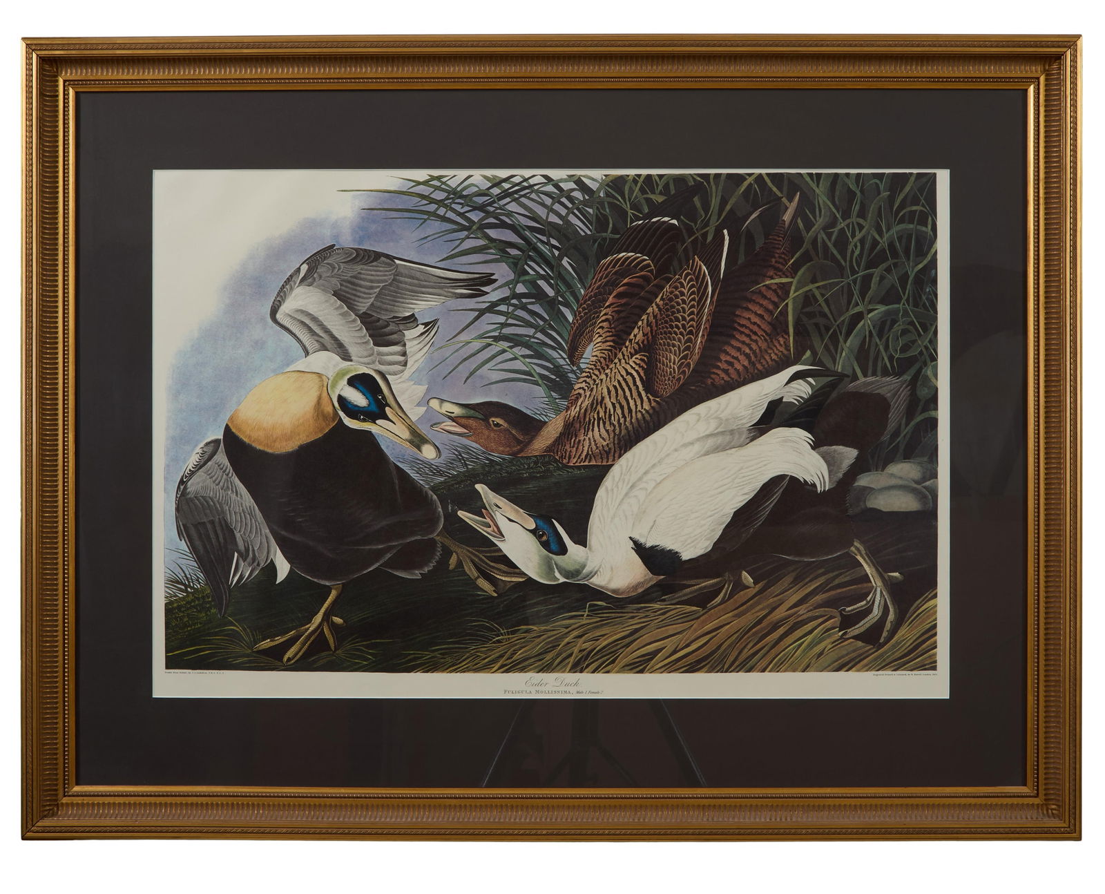 John James Audubon (American, 1781-1851), "Eider Duck," from the Birds of America, no. 50, pl. (1 of 6)