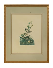 John James Audubon (American, 1781-1851), "Golden Crown Thrush," from the Birds of America, no. 46,