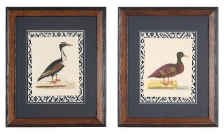 Eleazar Albin (British, c. 1690-1742), "Upright Duck," pl. 100 and "The Madagasker Duck," pl. 99,