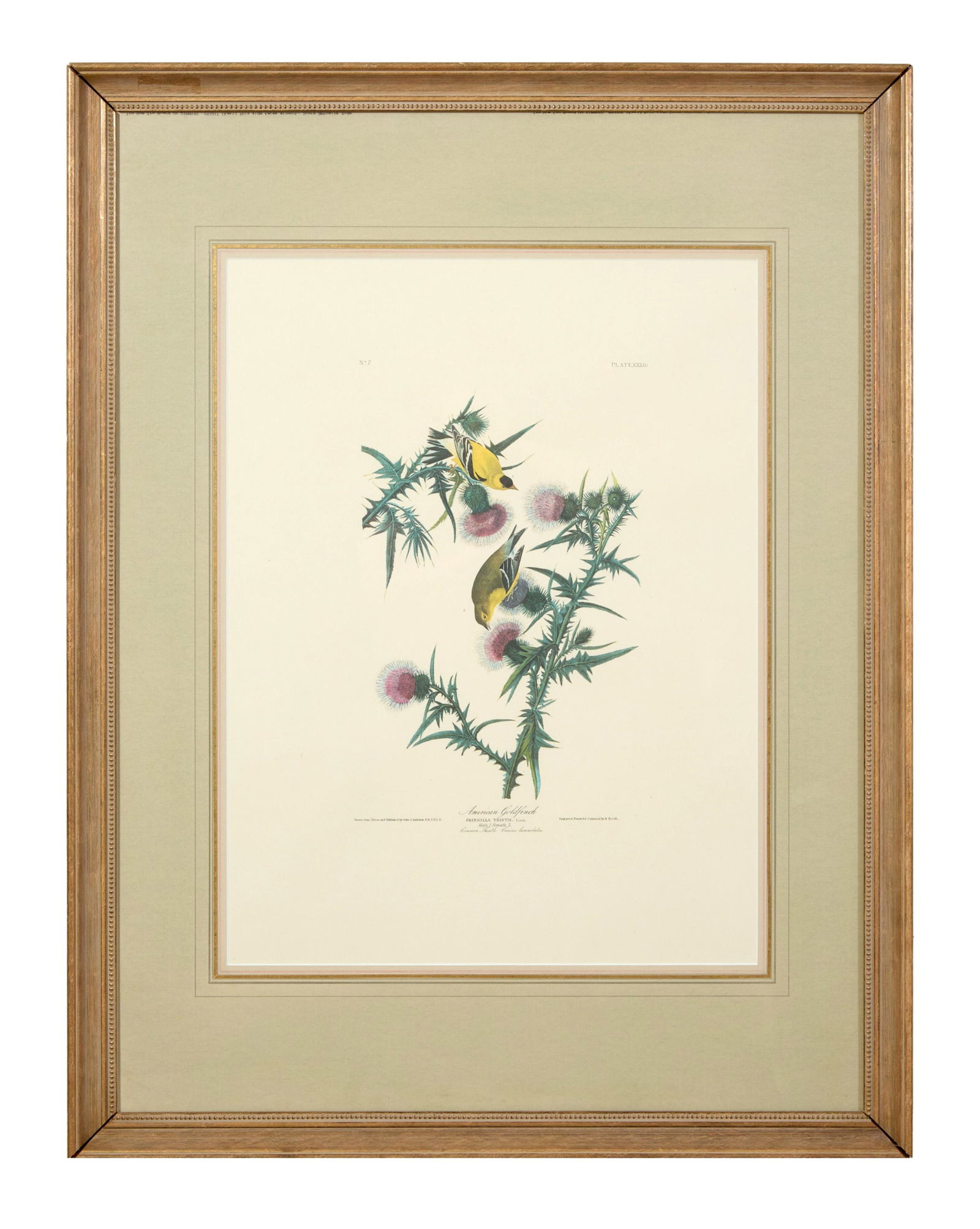 John James Audubon (American, 1781-1851), "American Goldfinch," from the Birds of America, no. 7,: John James Audubon (American, 1781-1851), "American Goldfinch," from the Birds of America, no. 7, pl. XXXIII, 1971-1973, color lithograph on paper with "G Schut and Zonen" watermark, Amsterdam edition