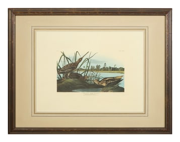 John James Audubon (American, 1781-1851), "American Snipe," from the Birds of America, no. 49, pl.