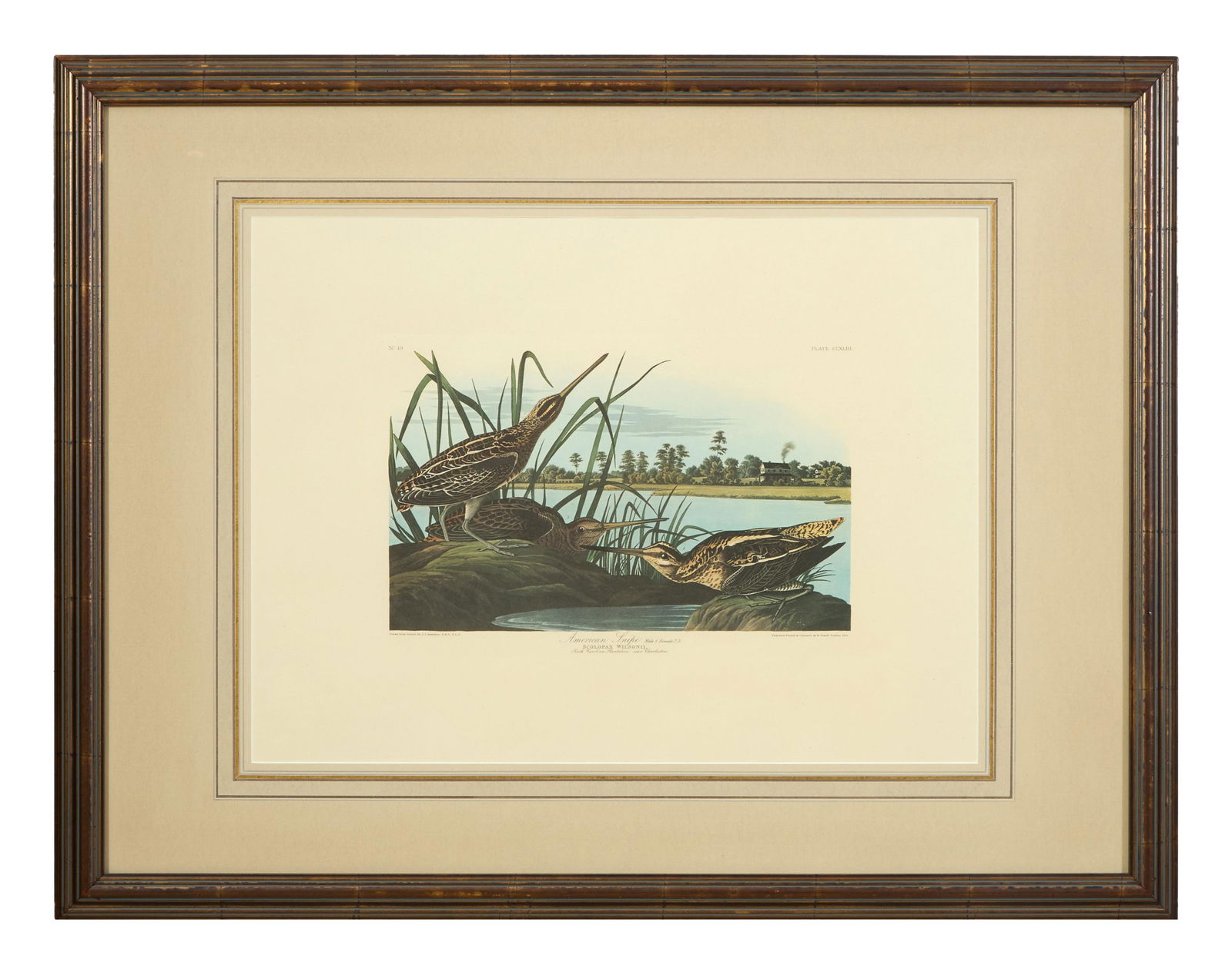 John James Audubon (American, 1781-1851), "American Snipe," from the Birds of America, no. 49, pl.: John James Audubon (American, 1781-1851), "American Snipe," from the Birds of America, no. 49, pl. CCXLIII, 1971-1973, color lithograph on paper with "G Schut and Zonen" watermark, Amsterdam edition,