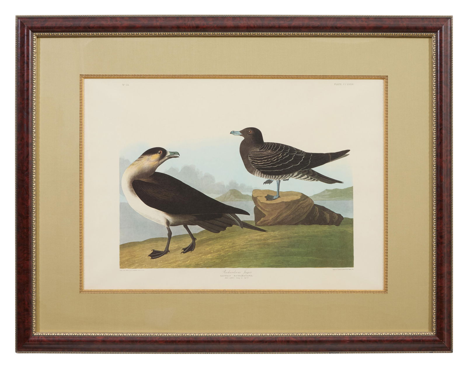 John James Audubon (American, 1781-1851), "Richardson's Jager," from the Birds of America, no. 55,: John James Audubon (American, 1781-1851), "Richardson's Jager," from the Birds of America, no. 55, pl. CCLXXII, 1971-1973, color lithograph on paper with "G Schut and Zonen" watermark, Amsterdam editi