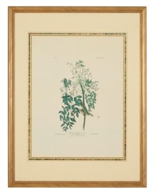 John James Audubon (American, 1781-1851), "White-Eyed Flycatcher or Vireo" from the Birds of