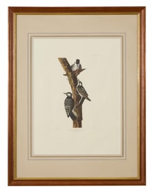 John James Audubon (American, 1785- 1851), "Red-Cockaded Woodpecker," from the Birds of America, no.