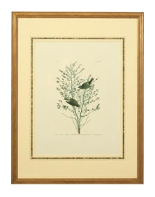 John James Audubon (American, 1781-1851), "Orange-Crowned Warbler," from the Birds of America, no.