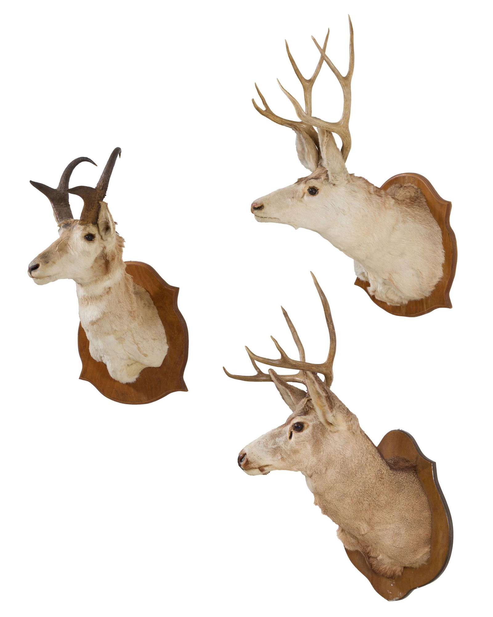 Three Horned Taxidermy Mounts, 20th c., Larger Deer- H.- 37 in., W.- 21 in., D.- 20 in.; Antelope- (1 of 9)