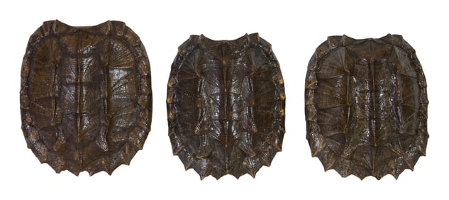 Three Alligator Snapping Turtle Shells, H.- 5 1/2 in., W.- 13 1/2 in., D.- 16 3/4 in.; H.- 6 3/4