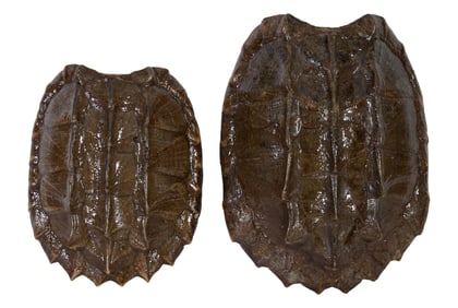Two Louisiana Alligator Snapping Turtle Shells, H.- 8 3/4 in., W.- 16 1/2 in., D.- 22 1/2 in. and