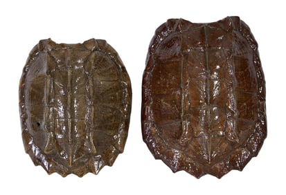 Two Louisiana Alligator Snapping Turtle Shells, H.- 8 1/2 in., W.- 22 in., D.- 16 1/2 in. and H.- 8