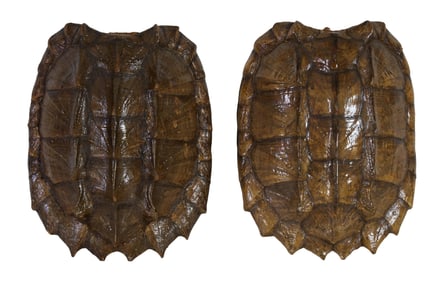 Two Louisiana Alligator Snapping Turtle Shells, H.- 6 1/2 in., W.- 13 1/2 in., D.- 18 in.; and H.- 6