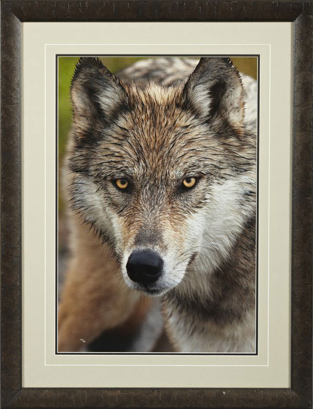 Thomas D. Mangelsen, "Eyes of the Wolf," 2009, colored: Thomas D. Mangelsen, "Eyes of the Wolf," 2009, colored photo print, 270/950, signed in silver pen l.l., numbered in silver pen l.r., framed, H.- 30 in., W.- 20 in.