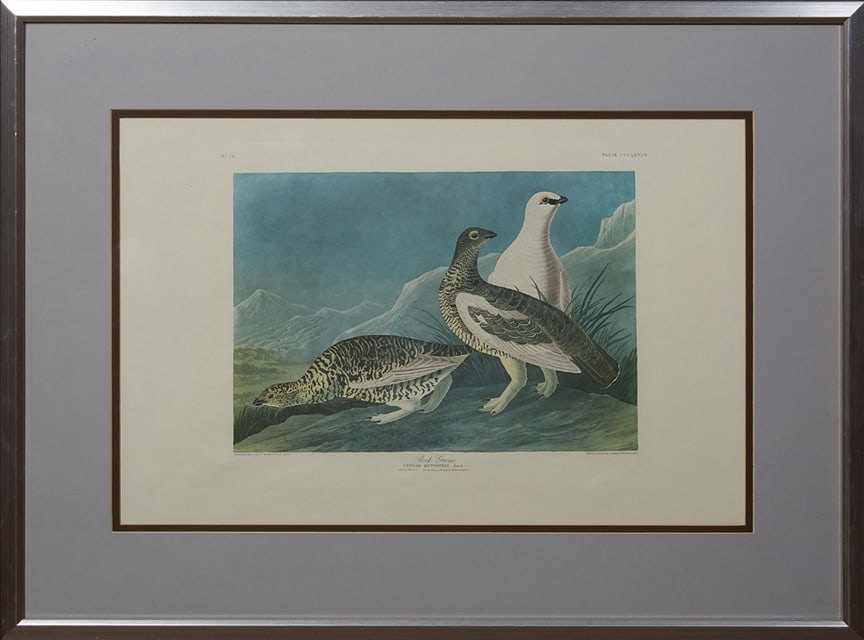 John James Audubon (1785-1851), "Rock Grous," H.- 31 1/2 in., W.- 41 1/2 in. (1 of 2)