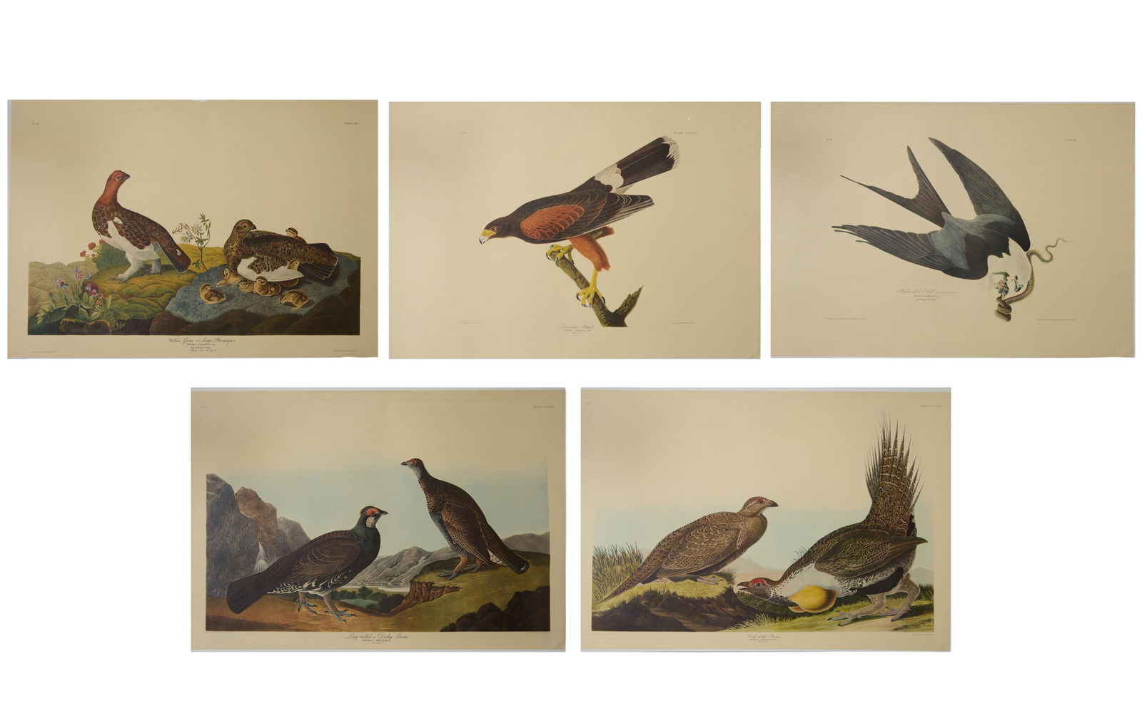 After John James Audubon (American, 1785-1851), Group of Five Color Plates from The Birds of (1 of 20)