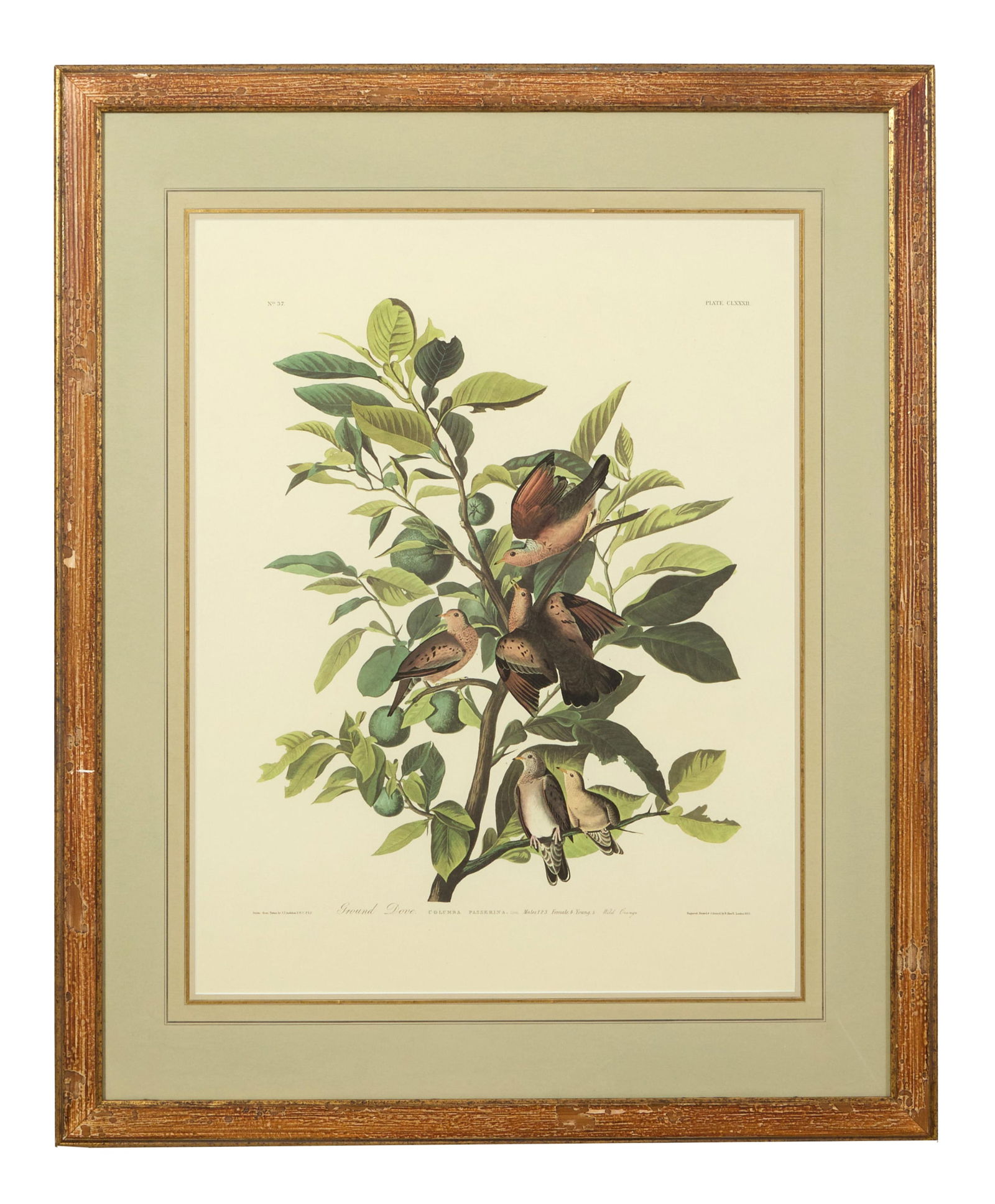 John James Audubon (American, 1781-1851), "Ground Dove," from the Birds of America, no. 37, pl. (1 of 4)