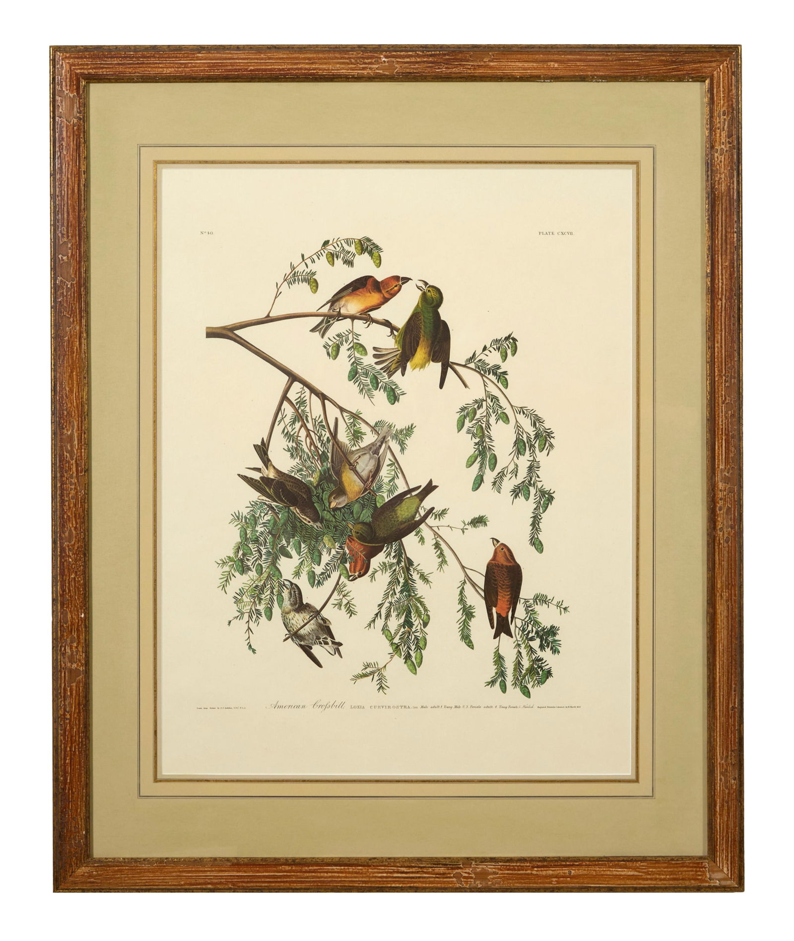 John James Audubon (American, 1781-1851), "American Crossbill," from the Birds of America, no. 40, (1 of 4)