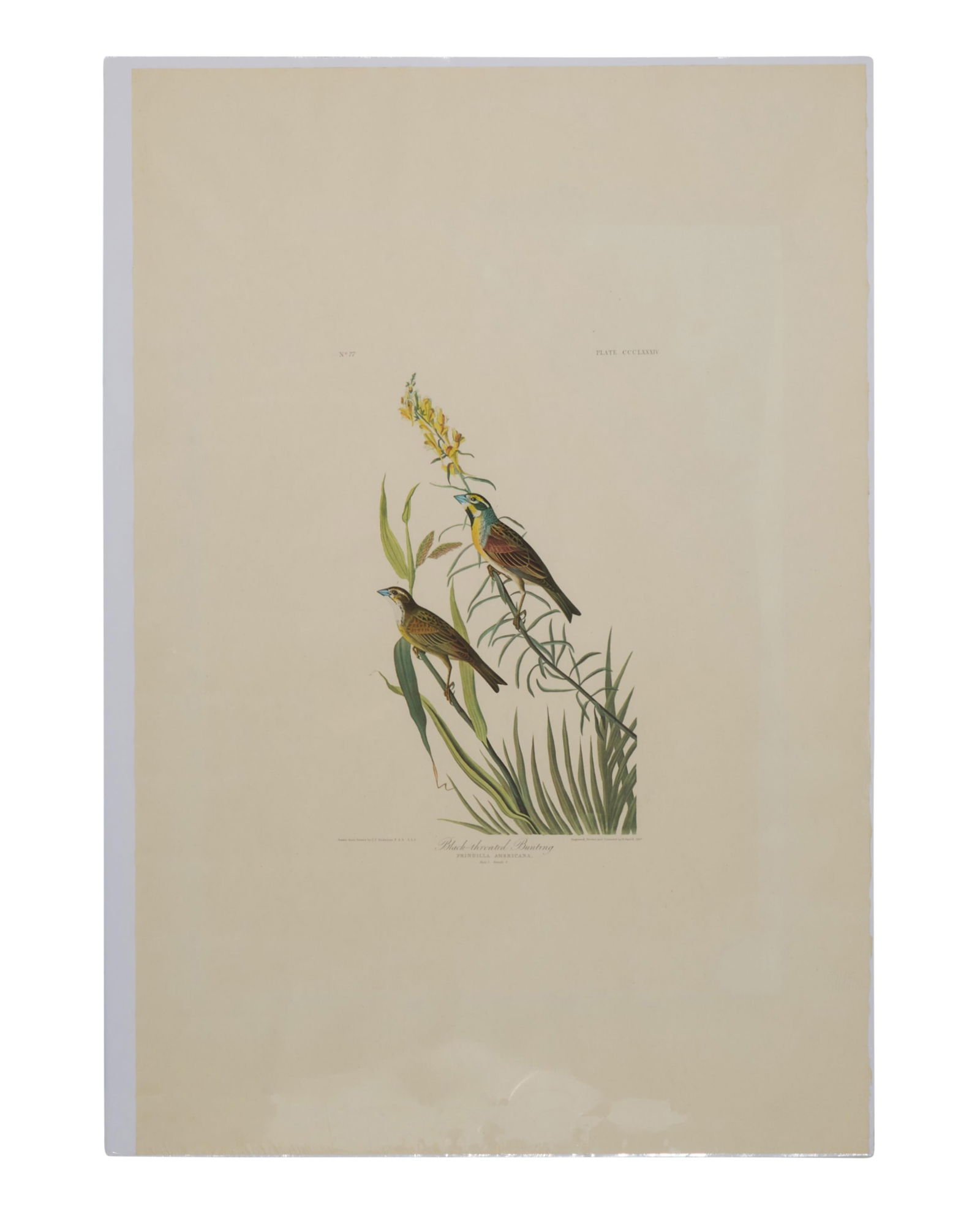 John James Audubon (American, 1781-1851), "Black-throated Bunting," from the Birds of America, no. (1 of 3)
