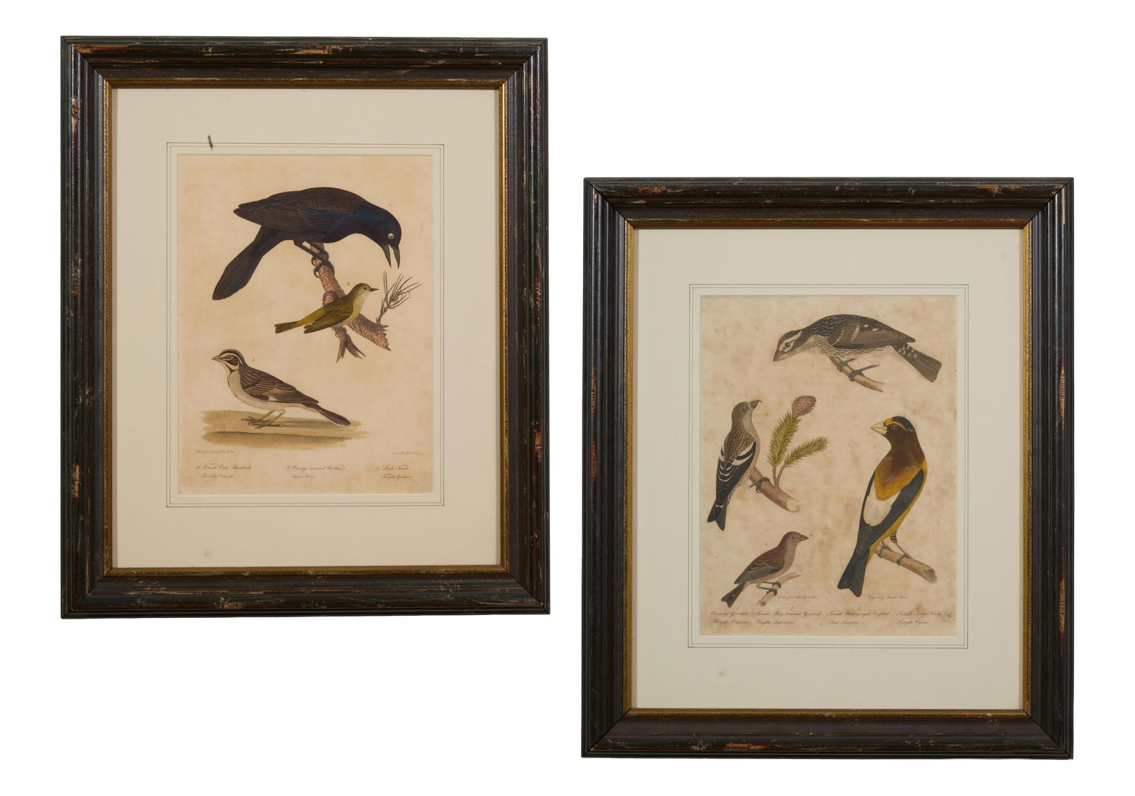 Alexander Wilson (Scottish, 1766-1813), "Blackbird, Orange-Crowned Warbler, Lark Finch," after (1 of 9)