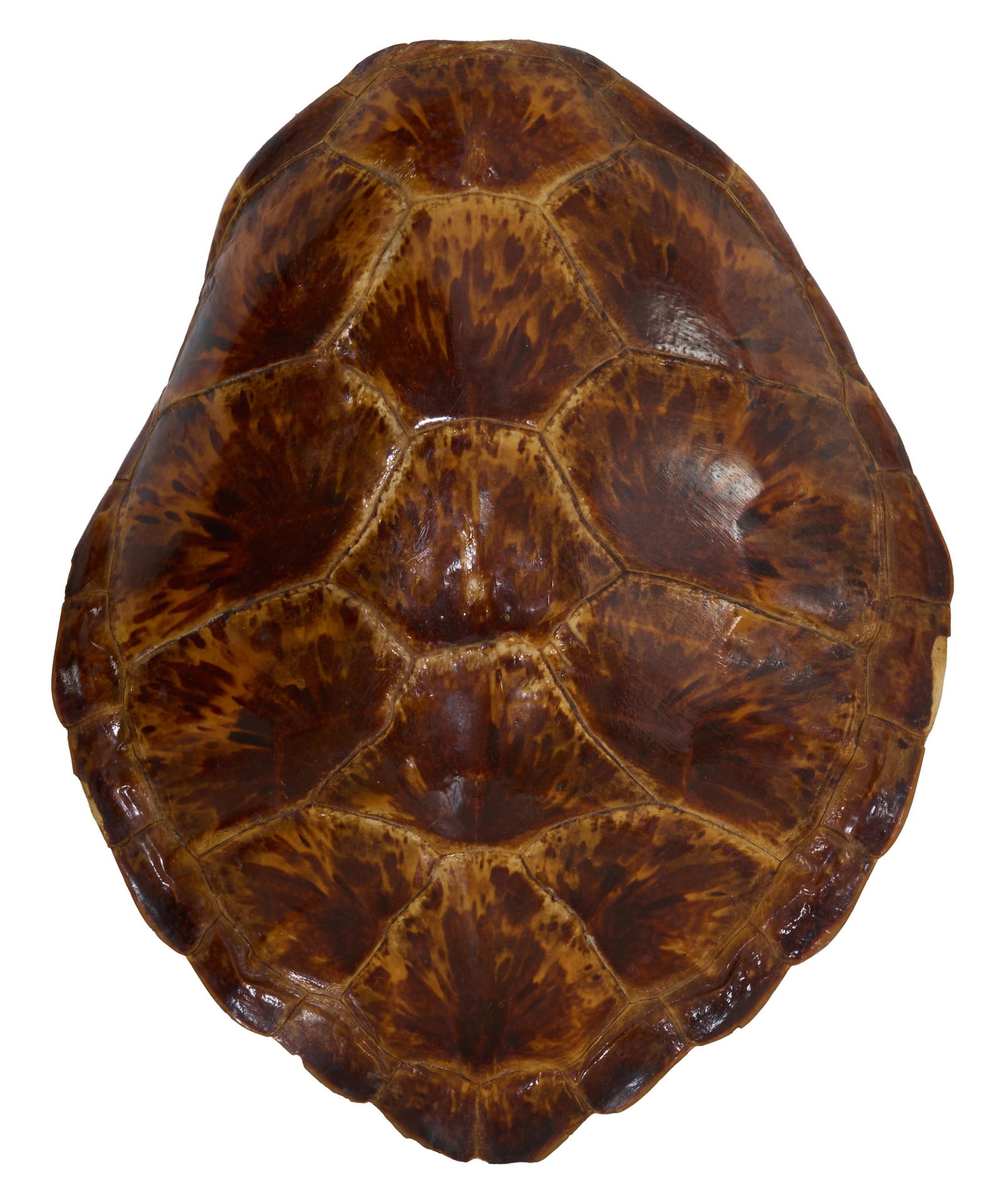 Large Hawksbill Turtle Shell, 20th c., H.- 5 in., W.- 15 in., D.- 18 1/2 in. (1 of 4)