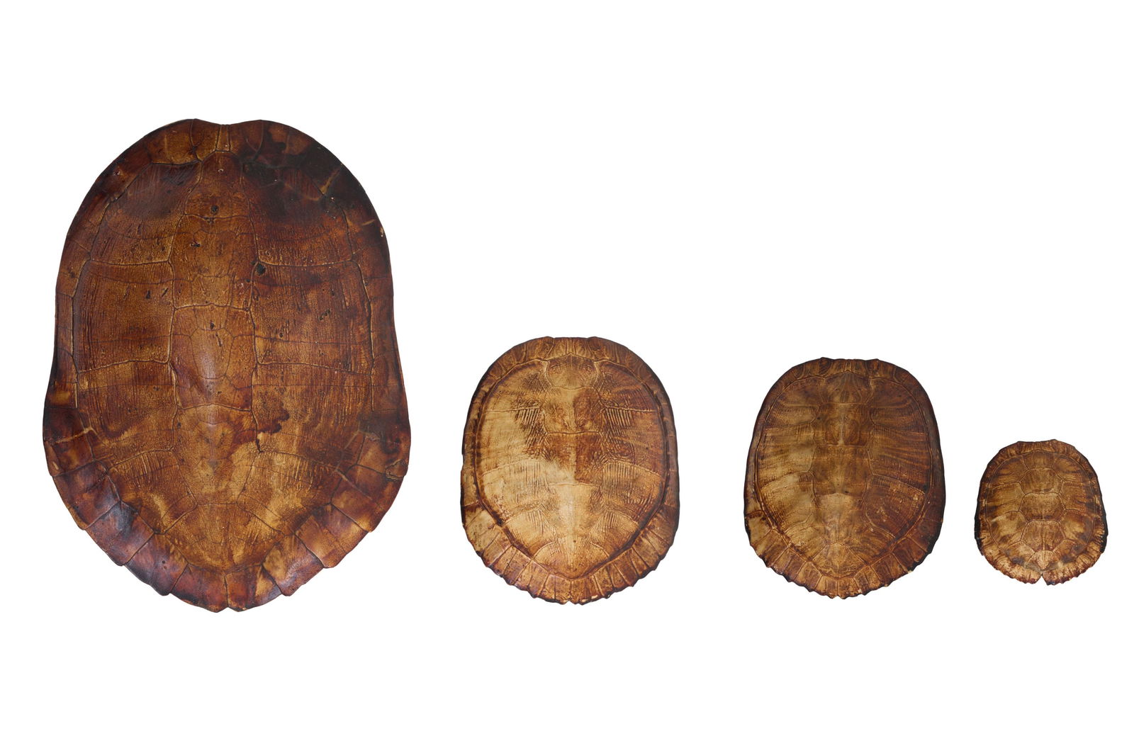 Group of Four Louisiana Red Eared Turtle Shells, 20th c., Smallest- H.- 2 in., W.- 3 1/2 in., D.- 4: Group of Four Louisiana Red Eared Turtle Shells, 20th c., of various sizes, Smallest- H.- 2 in., W.- 3 1/2 in., D.- 4 in.; Largest- H.- 4 in., W.- 9 1/2 in., D.- 12 3/4 in. (4 Pcs.)