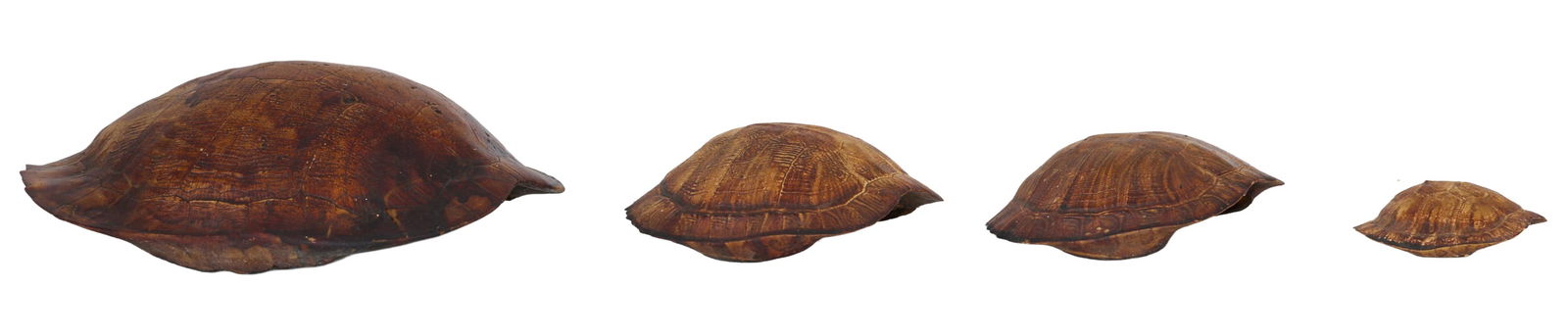 Group of Four Louisiana Red Eared Turtle Shells, 20th c., Smallest- H.- 2 in., W.- 3 1/2 in., D.- 4 - 2